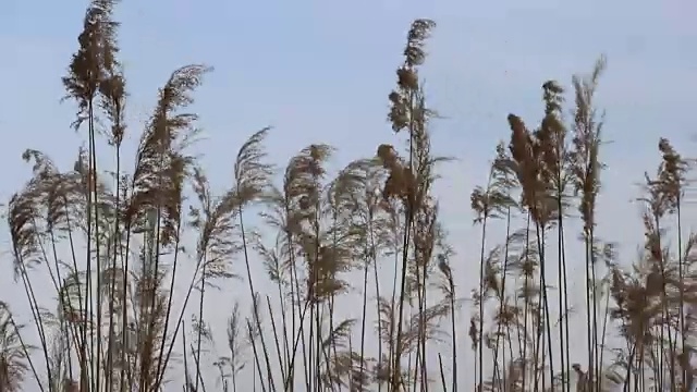 风中的芦苇视频素材