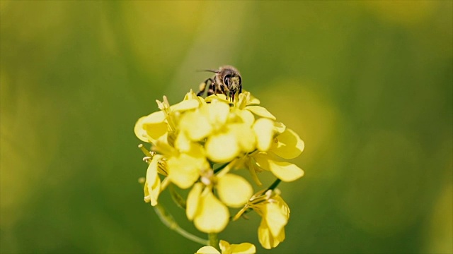 蜜蜂从芥菜花蜜中采集花蜜的慢动作。视频素材