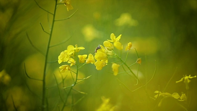 蜜蜂从芥菜花蜜中采集花蜜的慢动作。视频素材