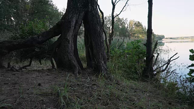 湖岸上长着枝干的树根的树。视频素材