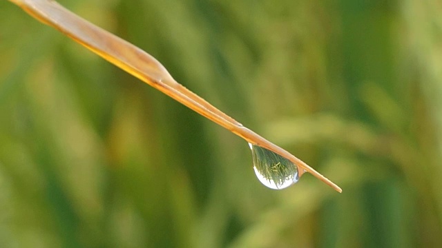 水滴在草地上。视频素材