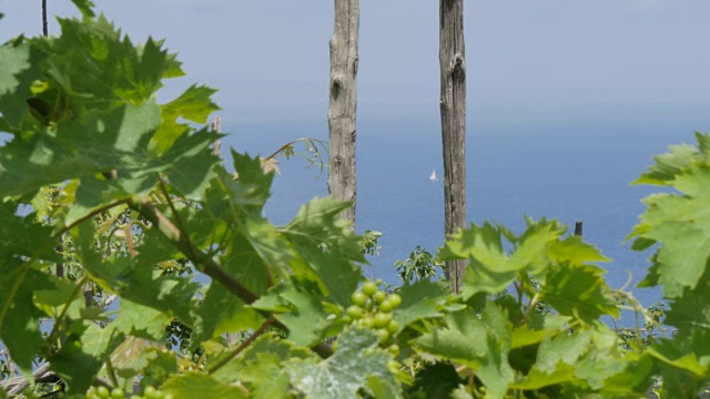 位于索伦托山丘上的葡萄园，科斯蒂拉·阿玛菲塔纳(阿玛菲海岸)，联合国教科文组织世界遗产，坎帕尼亚，意大利，欧洲视频素材