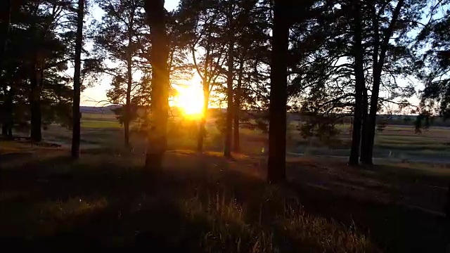 秋天的森林在夕阳下。视频运动视频素材