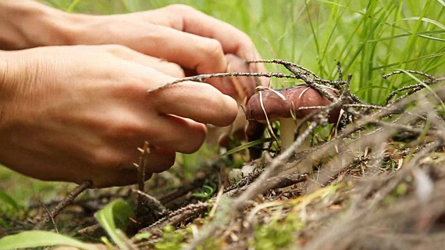 男手在森林里采摘蘑菇视频素材