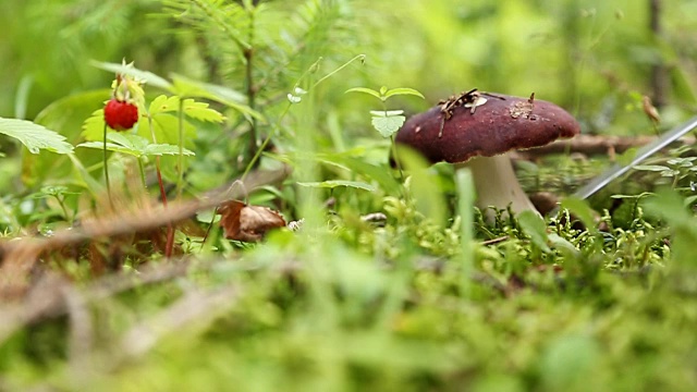 男手在森林里采摘蘑菇视频素材