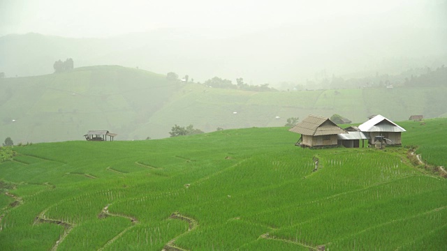 雨中聚焦梯田美景视频素材