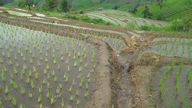 倾斜视图从顶部的喜悦水稻梯田刚刚收获视频素材