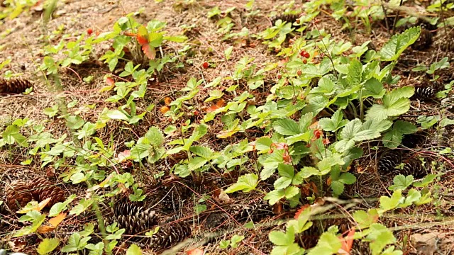 孩子们在森林里采摘野草莓视频素材