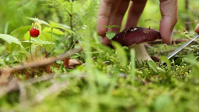 男手在森林里采摘蘑菇视频素材