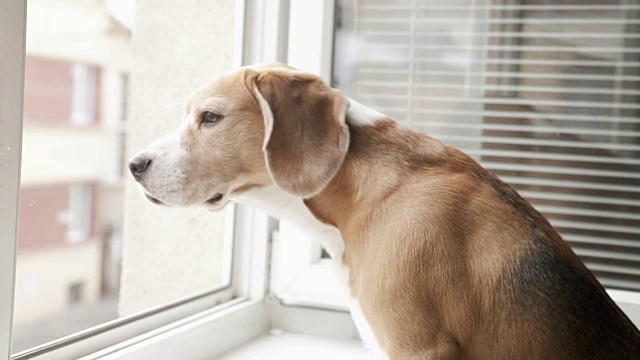 小猎犬望着窗外的街道，期待着它的主人回家视频素材