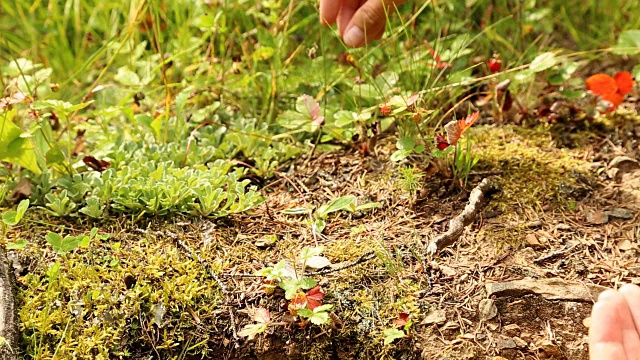 男人们在森林里采摘野草莓视频素材