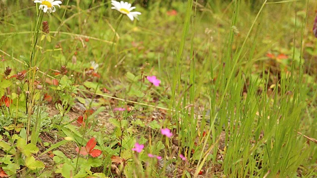 孩子们在森林里采摘野草莓视频素材