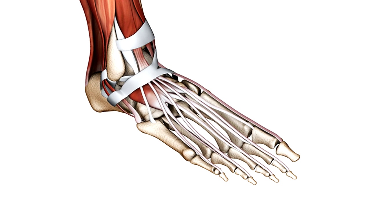 动画描绘了脚部的骨骼、肌肉和肌腱。相机将镜头放大，然后从左向右平移。视频素材