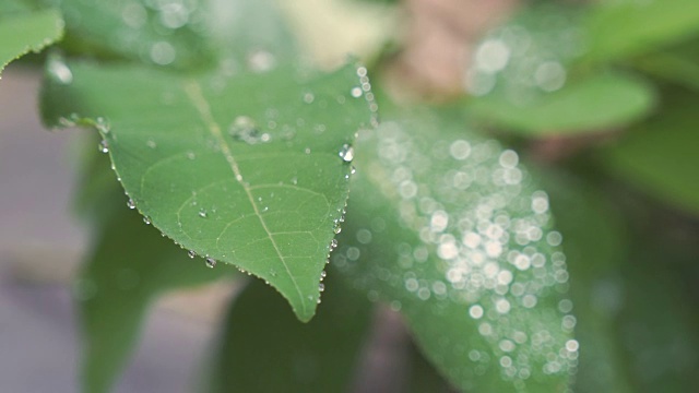 水滴在绿叶上。视频素材