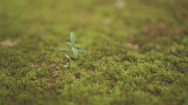 绿色的幼苗在雨后的苔藓地上生长。视频素材