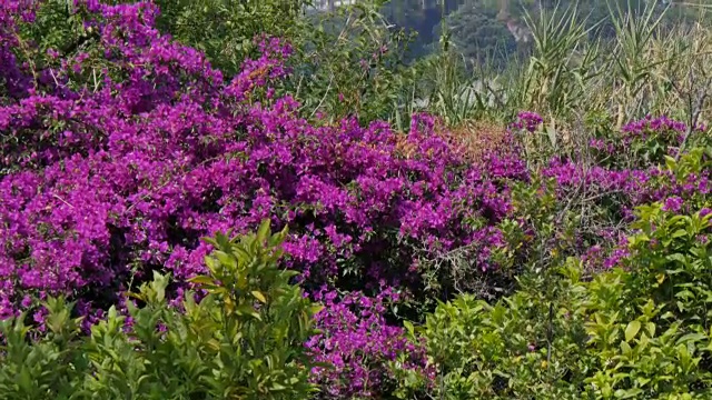 Sorrento, Costiera Amalfitana(阿马尔菲海岸)，联合国教科文组织世界遗产，坎帕尼亚，意大利，欧洲视频素材