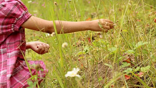 孩子们在森林里采摘野草莓视频素材