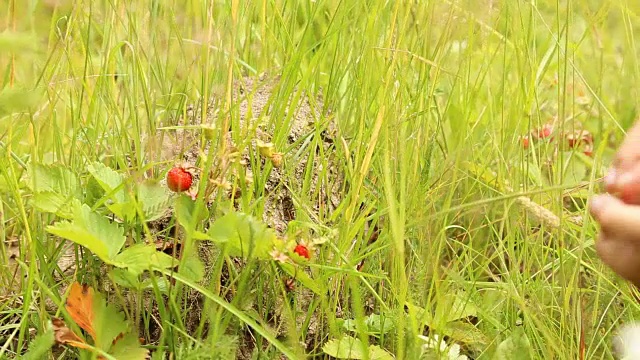 孩子们在森林里采摘野草莓视频素材