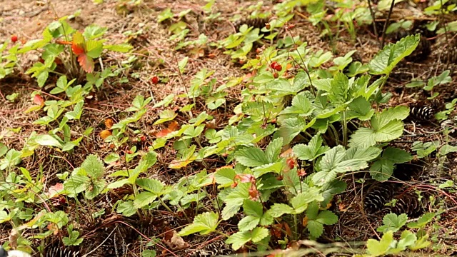 孩子们在森林里采摘野草莓视频素材