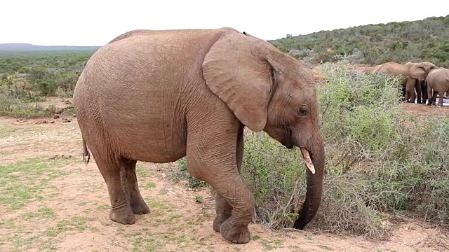 野生幼年公牛非洲象视频素材