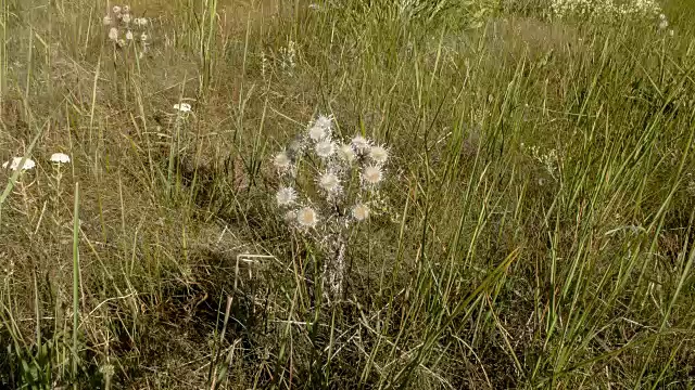 场鲜花的背景视频素材