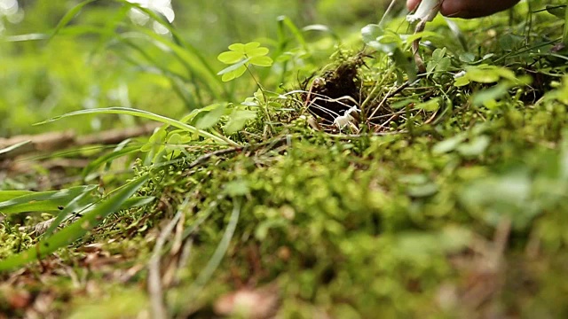 男手在森林里采摘蘑菇视频素材