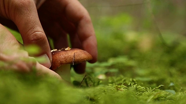 男手在森林里采摘蘑菇视频素材