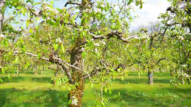 开花的苹果树视频素材