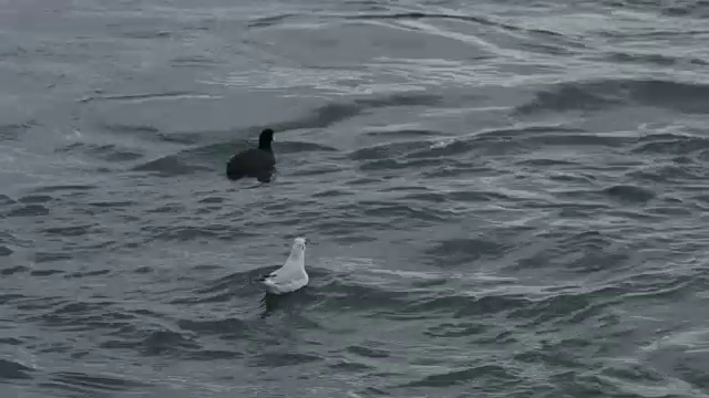 海鸥在海面上视频素材