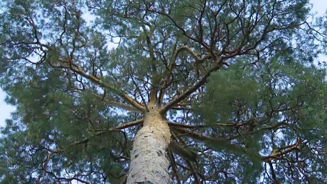 大松树在森林里，映衬着蓝天，减少了视频素材