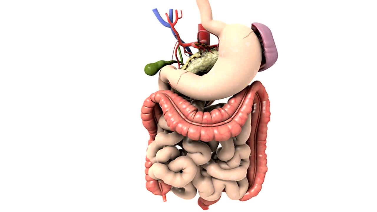 描绘胃区域的动画。镜头放大到十二指肠，此时消化系统逐渐消失，可以看到眼底和十二指肠。视频素材
