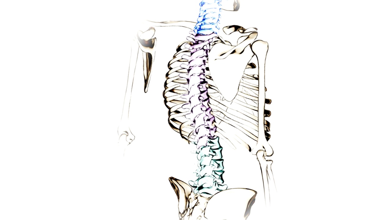 动画描绘脊柱的不同区域，使用颜色来定义区域。镜头朝向脊柱放大。视频素材