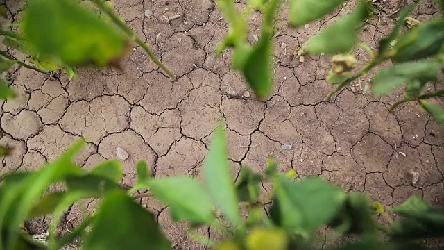 从干裂的土地上生长的植物视频素材