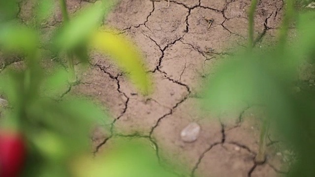 从干裂的土地上生长的植物视频素材