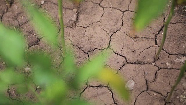 从干裂的土地上生长的植物视频素材