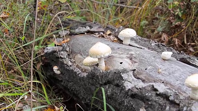 长在树干上的蘑菇视频素材