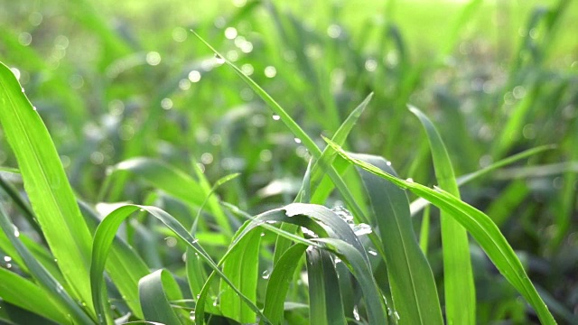 绿草上的水滴视频素材