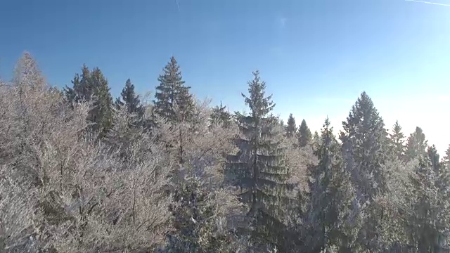 空中镜头:在厚厚的晨雾中，白色冰冻的冬天森林上空飞行视频素材