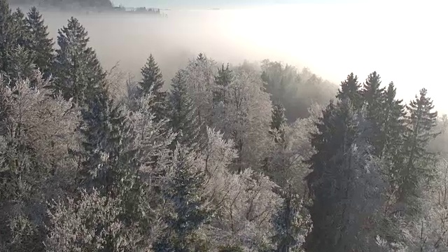 空中镜头:在晨雾笼罩的冰冻森林上空飞翔视频素材