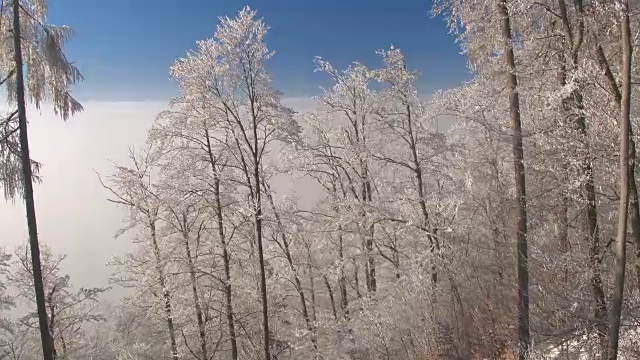 空中飞行，在厚厚的晨雾和薄雾中，白色冰冷的冬天的树视频素材