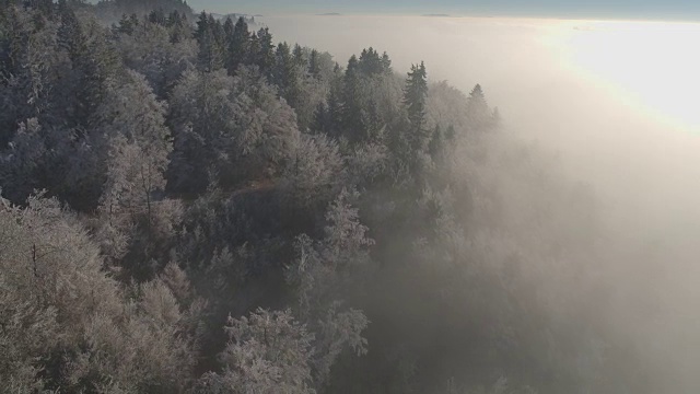 空中飞行在白色的冰冻的冬天森林包裹在早晨的浓雾和薄雾视频素材