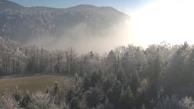 空中飞行，在厚厚的晨雾和薄雾中，白色冰冷的冬天的树视频素材