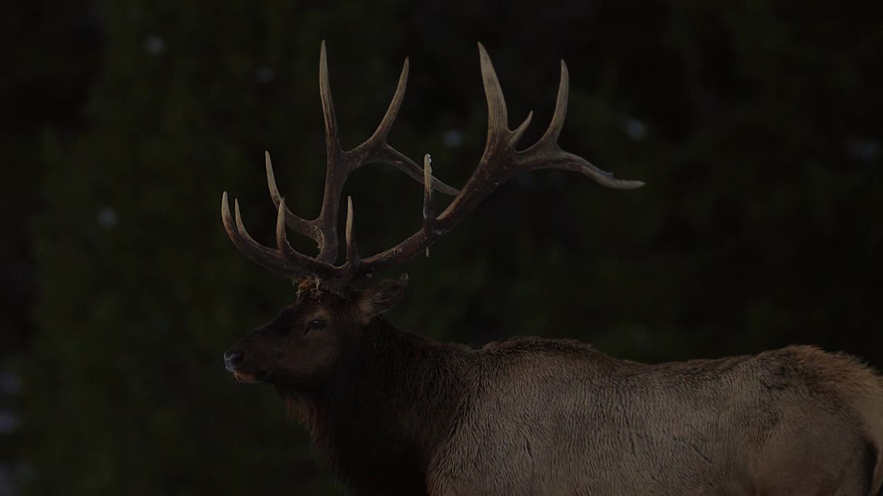 MS 4K拍摄的公麋鹿(加拿大Cervus canadensis)在发情期间的黄昏鸣叫视频素材