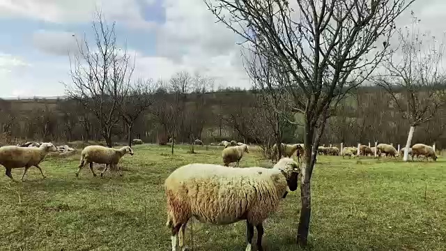 绿草地上的羊群视频素材