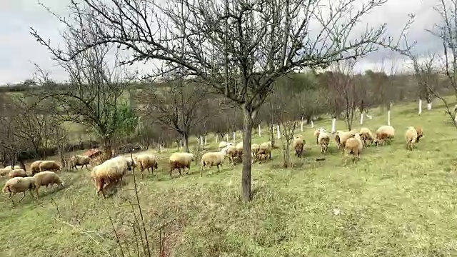 羊群在大自然的绿色草地上视频素材