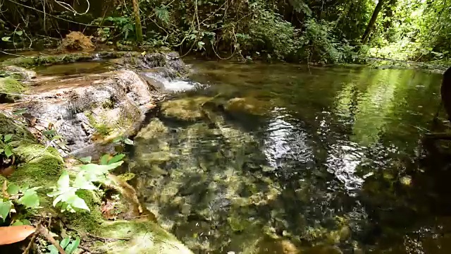 水在雨林中流动。视频下载