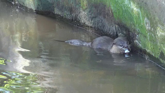 小爪水獭在池塘里吃鱼。视频下载