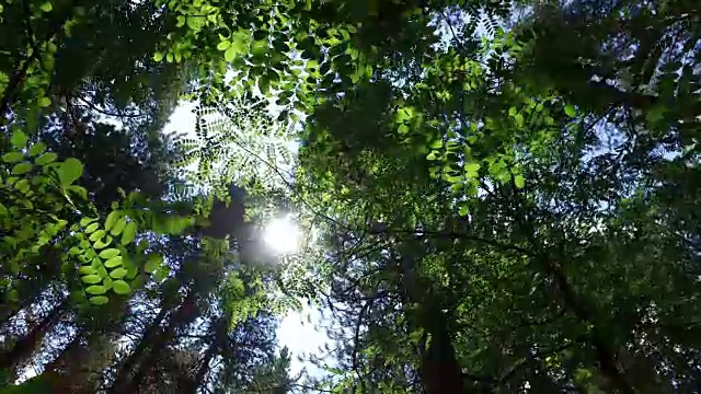 自然背景。美丽的阳光透过吹在树上的绿叶，4k视频素材