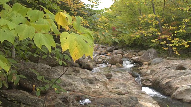 近距离观察:树枝显示出美丽的山河在岩石之间流动视频素材