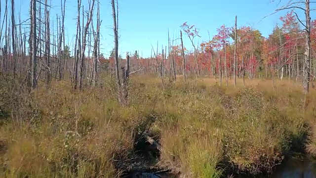 秋天，美丽的湿地沼泽上有枯树、高草和水坑视频素材